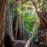 Plate I. - Sunshine in Muir woods