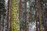 Mossy Trees in Winter