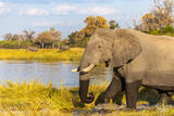 ephants crossing in the Okavango