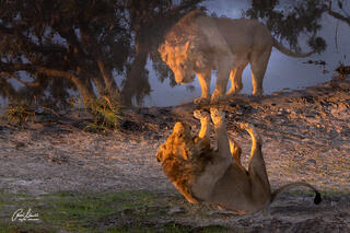 Male lion is checking its image before drinking in the beautiful morning light near a waterhole in Savuti, Botswana.