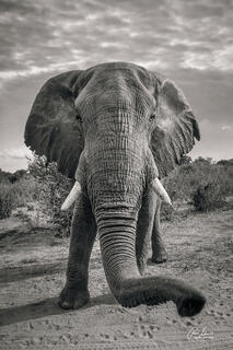 A large elephant approaching the camera in a friendly manner, but probably being a little bit too close. Inches away from the biggest land mammal in the wild is