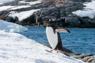 A Gentoo Penguin just got out of the water in Paradise Harbor and started walking uphill in the fresh snow to his nest.