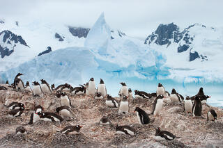 A colony of Gentoo Penguins with a blue iceberg background in Paradise Harbor ﻿on the Antarctic Peninsula's west coast.