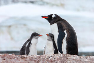 An adult Gentoo with here two adorable chicks in the nest in Paradise Harbour, Antarctica.