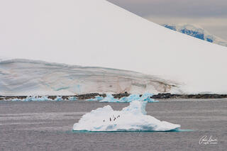 A group of Gentoo Penguins on a slowly floating iceberg near Paradise Harbour, Antarctica.﻿