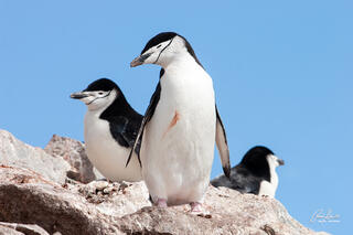 Three Chinstrap Penguins are enjoying the sunny day on a rock in Half Moon Bay, Antarctica