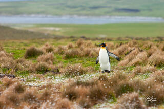 A King penguin is returning from feeding at the ocean to change his mate at the nesting place