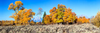A horizontal panorama image of Peak yellow Colored Trees at the ﻿Grand Tetons National Park, Wyoming