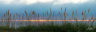 A line of reed plant on an overcast day near the pacific ocean on the California pacific coast with a glimpse of orange sunset in the background
