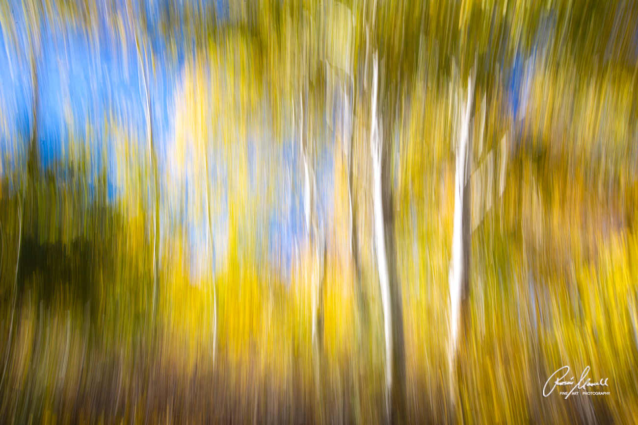 Beautiful blurred, painting like Aspen trees with yellow leaves on a sunny autumn day in Bishop, California.
