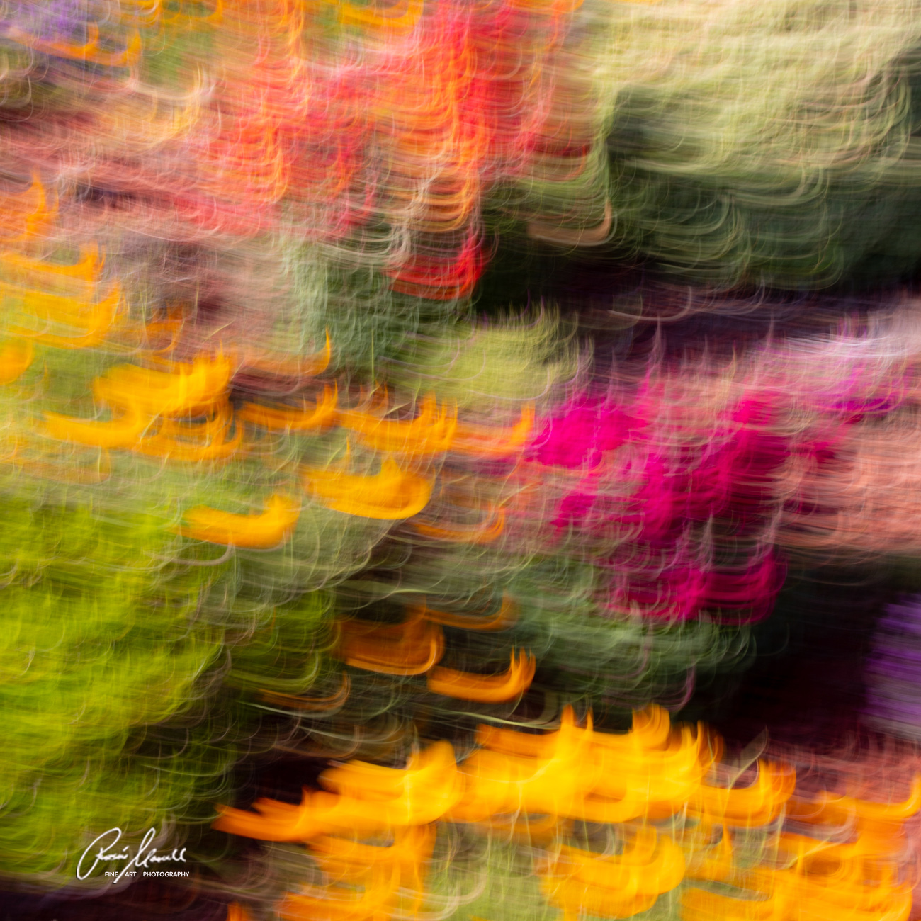 An artistic impression of the spring color palette of flowers including California Poppies.
