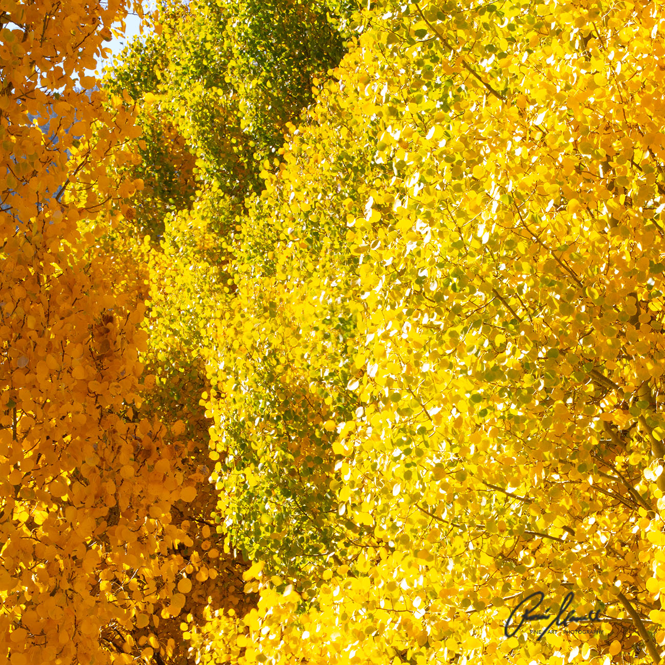 Incredible hues of yellow leaves on birch trees at high elevation in Yosemite in the fall season. on a bright and sunny day.