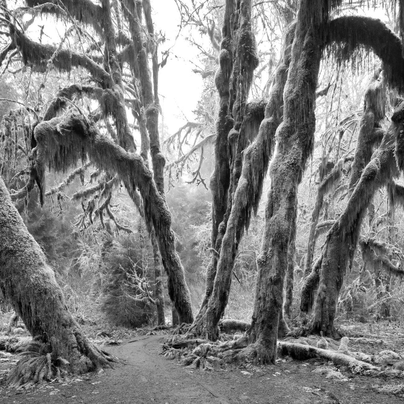 A black and white square image of the Hoh Rain Forest on the Olympic Peninsula in Washington State.