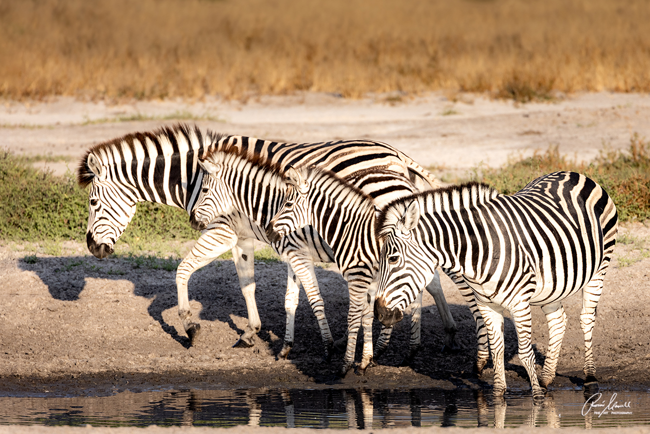 A group of four zebras are turning their heads into the same direction near a waterhole in Savuti, Botswana.