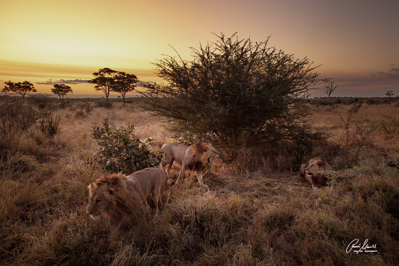 Three male lions, members of a brotherhood pack, are interacting with each other at dusk in Savuti, Botswana.