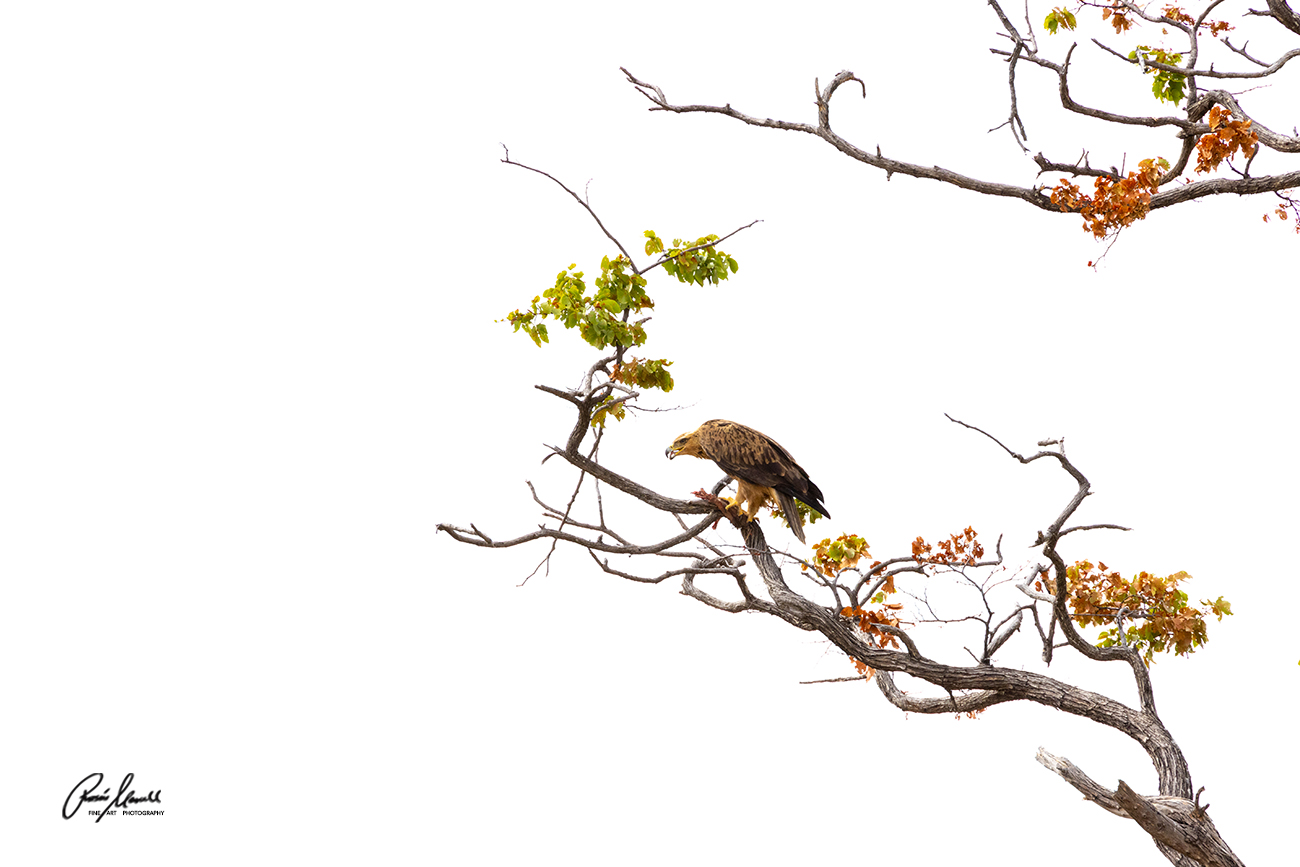 A majestic Tawny Eagle takes its food onto a treetop creating this graphic image in Savuti , Botswana. 