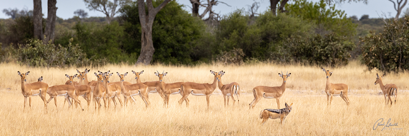 A black-backed jackal is standing in front of an impala herd consists mainly of females and some young male in Savuti, Botswana.