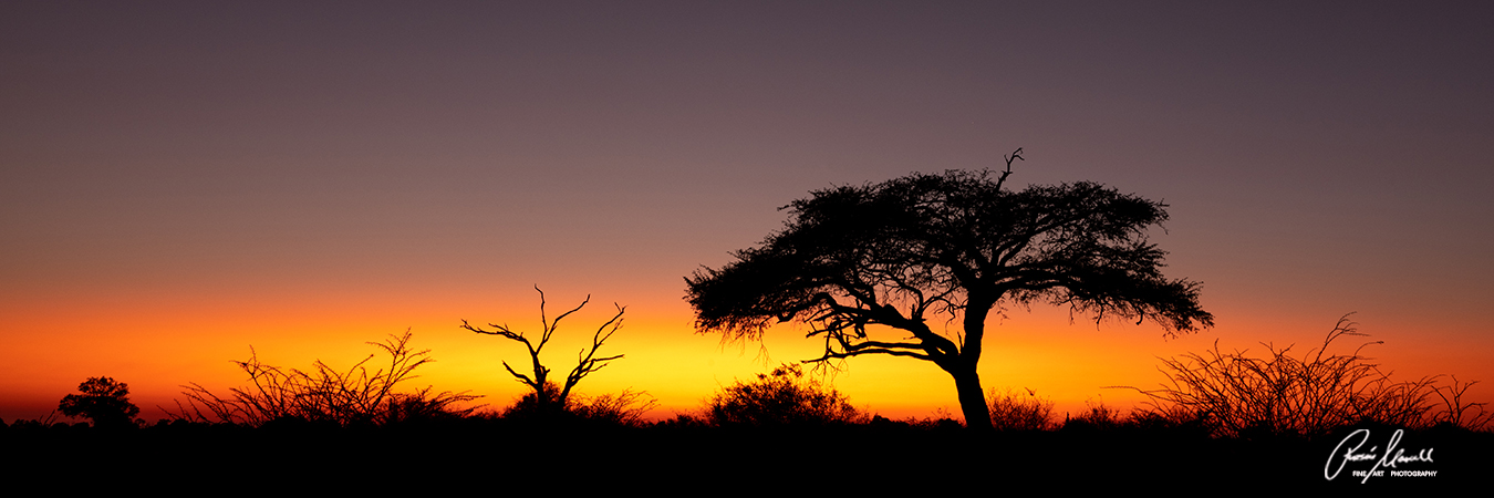 An acacia tree in silhouette along with small bushes against a magnificent African sunrise in Savuti, Botswana.