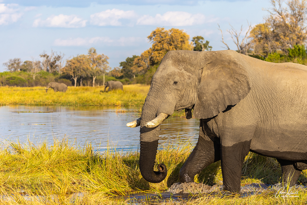 Elephants crossing half wet in the grasslands of the Okavango delta in Savuti, Botswana.