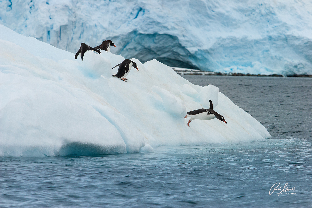 A group of Gentoo Penguins are standing on an iceberg floating near Paradise Harbor, Antarctica. ONe of them walks into the water on the steep edge.