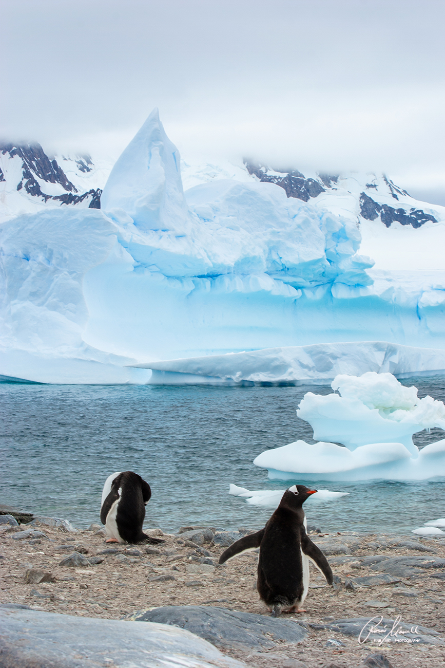 Two Gentoo Penguins are standing in front of a blue iceberg. One of them is peeking at the viewer while the other is preening himself. 