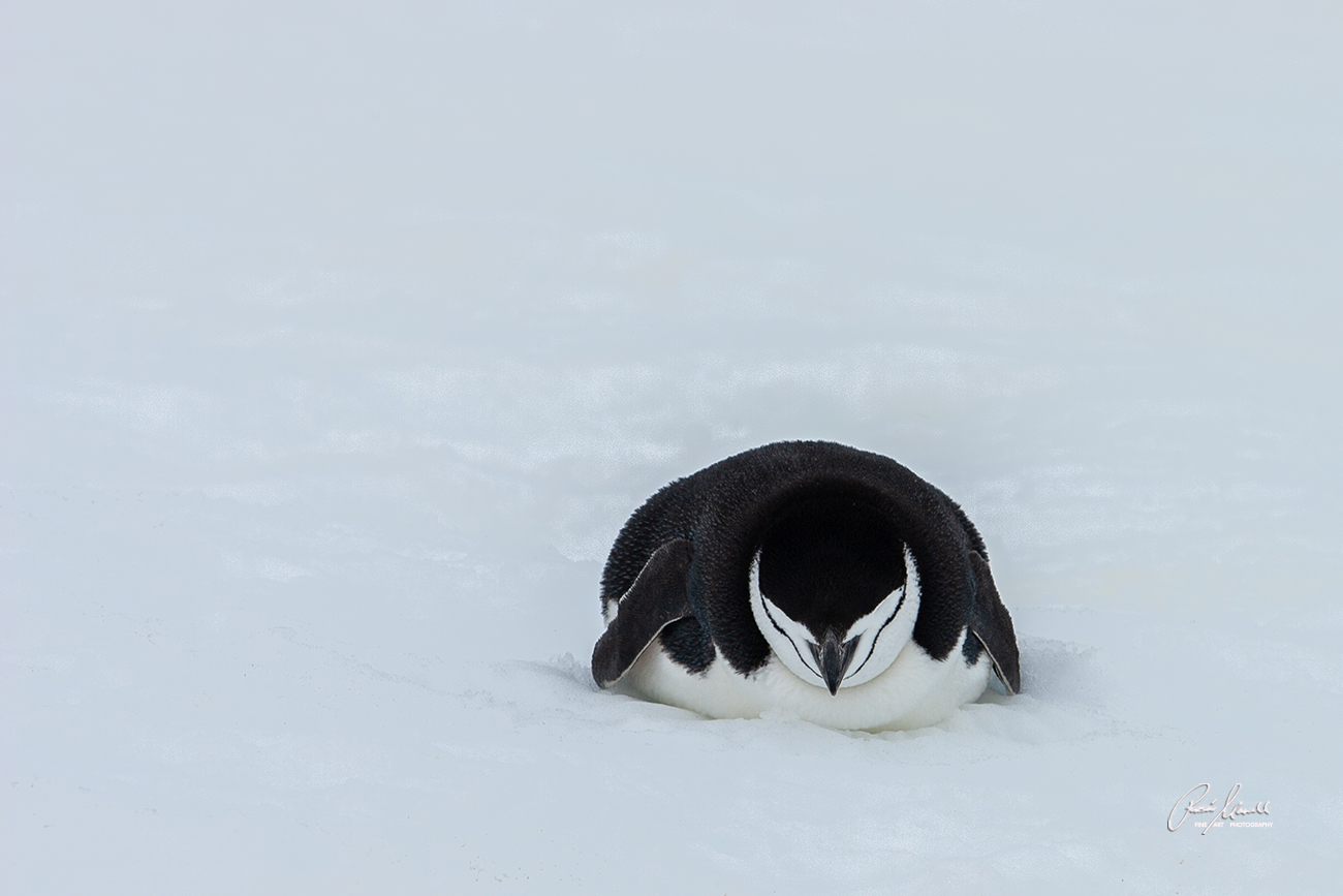 A Chinstrap Penguin is quietly resting in the snow on Half moon Bay Island, Antarctica.