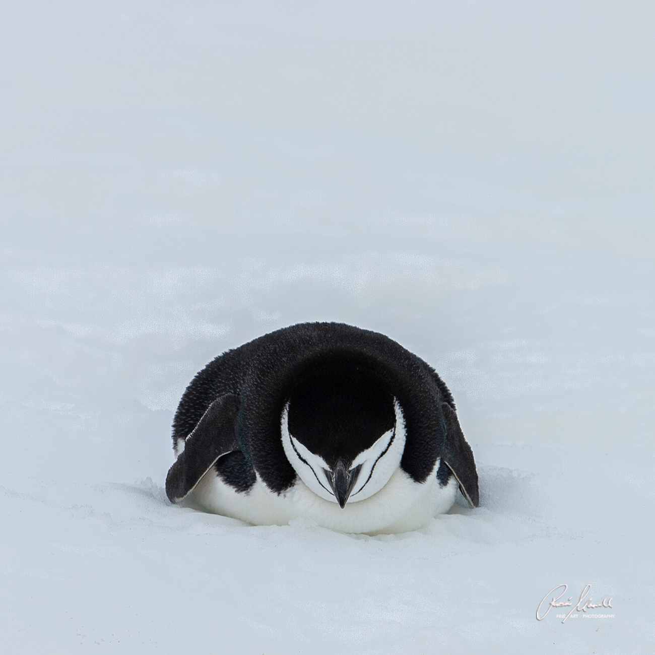 A Chinstrap Penguin is quietly resting in the snow on Half moon Bay Island, Antarctica. Square Format.