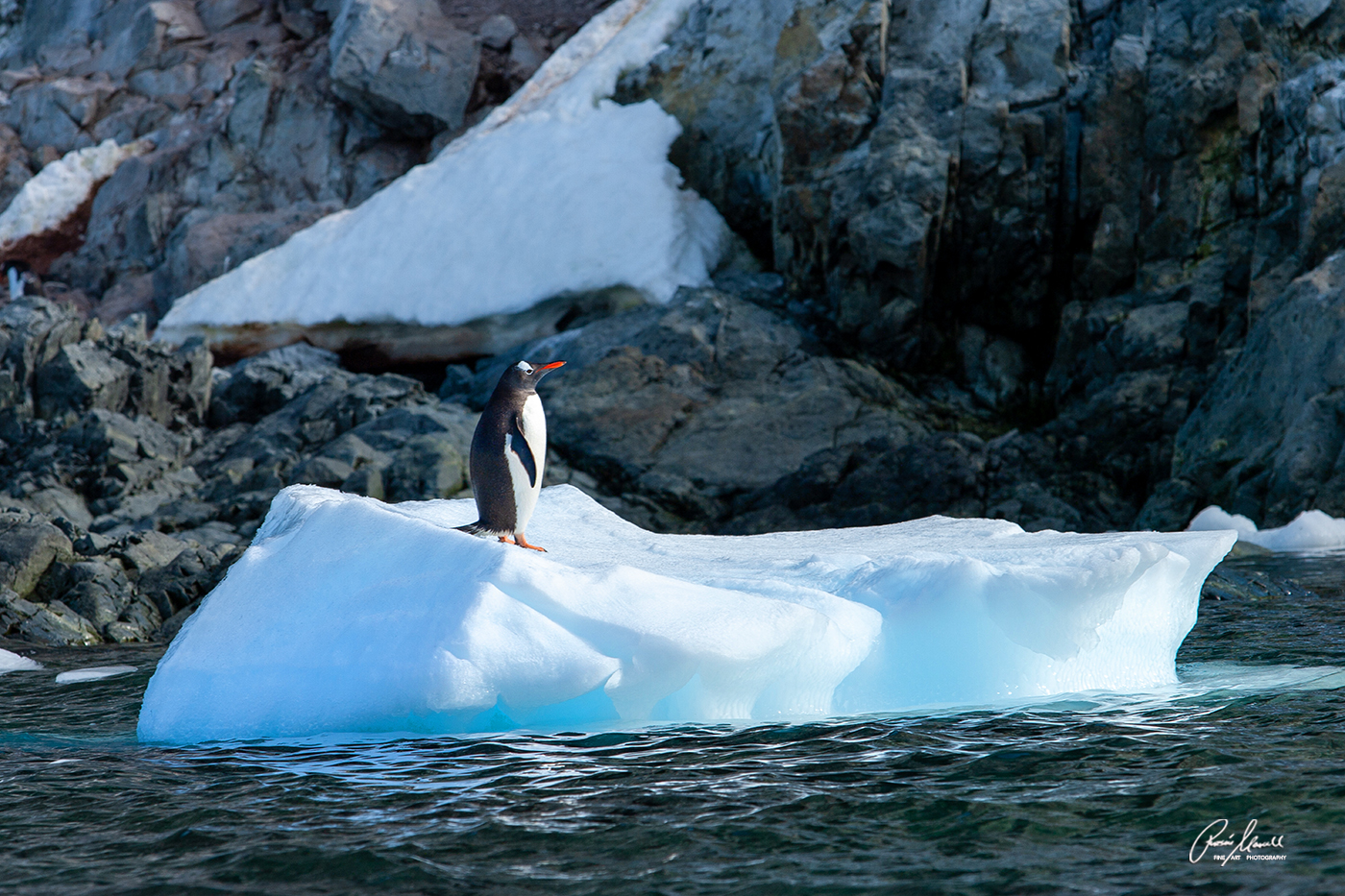 A Gentoo Penguin is standing alone on a floating Iceberg against a dark and rocky island backdrop near the Cuverville Island waters in Antarctica.