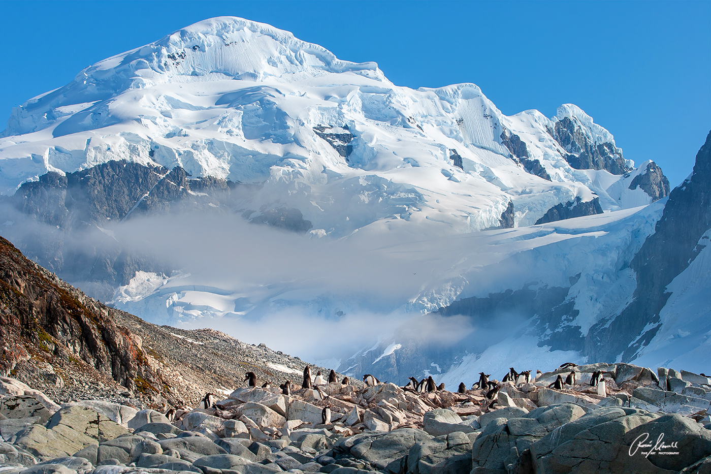 A chinstrap penguin (Pygoscelis antarctica) colony on Cuverville Island against a beautiful and icy backdrop.