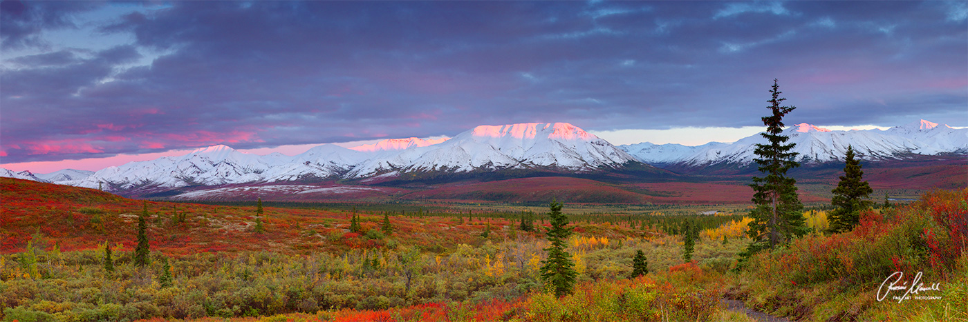 A magnificent sunset making the peaks of Mt Denali pink during the fall season at the savage River Lookout in Denali National Park, Alaska