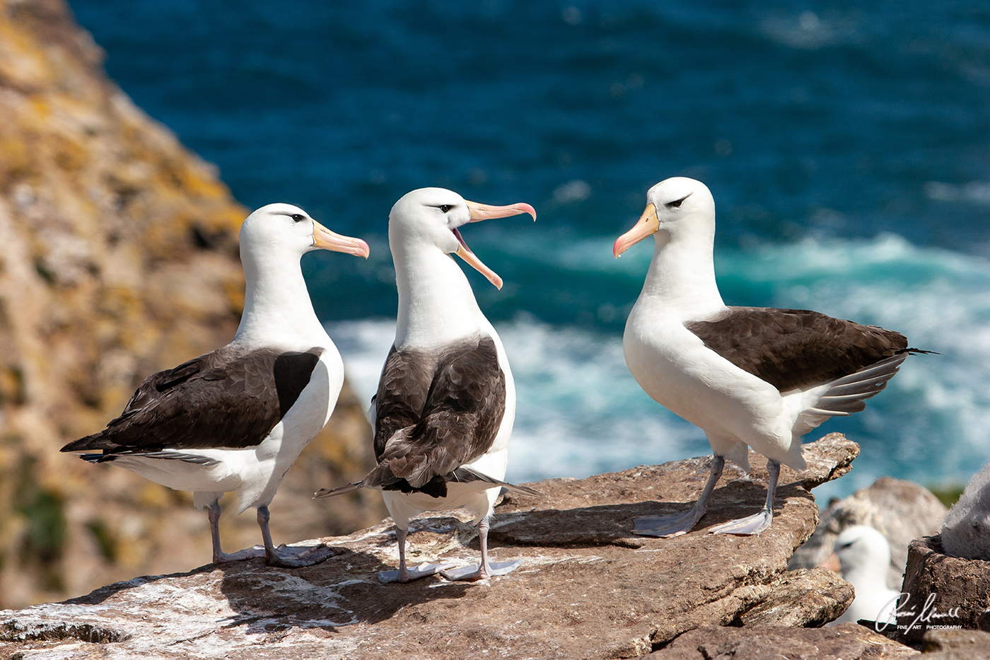 Three majestic Black-browed Albatrosses are standing on a rock in the Falklands and interacting with each othe