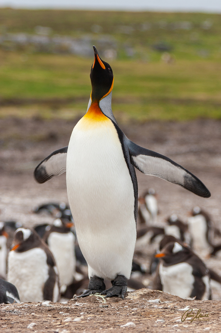 A king penguin just returned home to his nesting place and before taking over from his mate to care for the one and only egg.