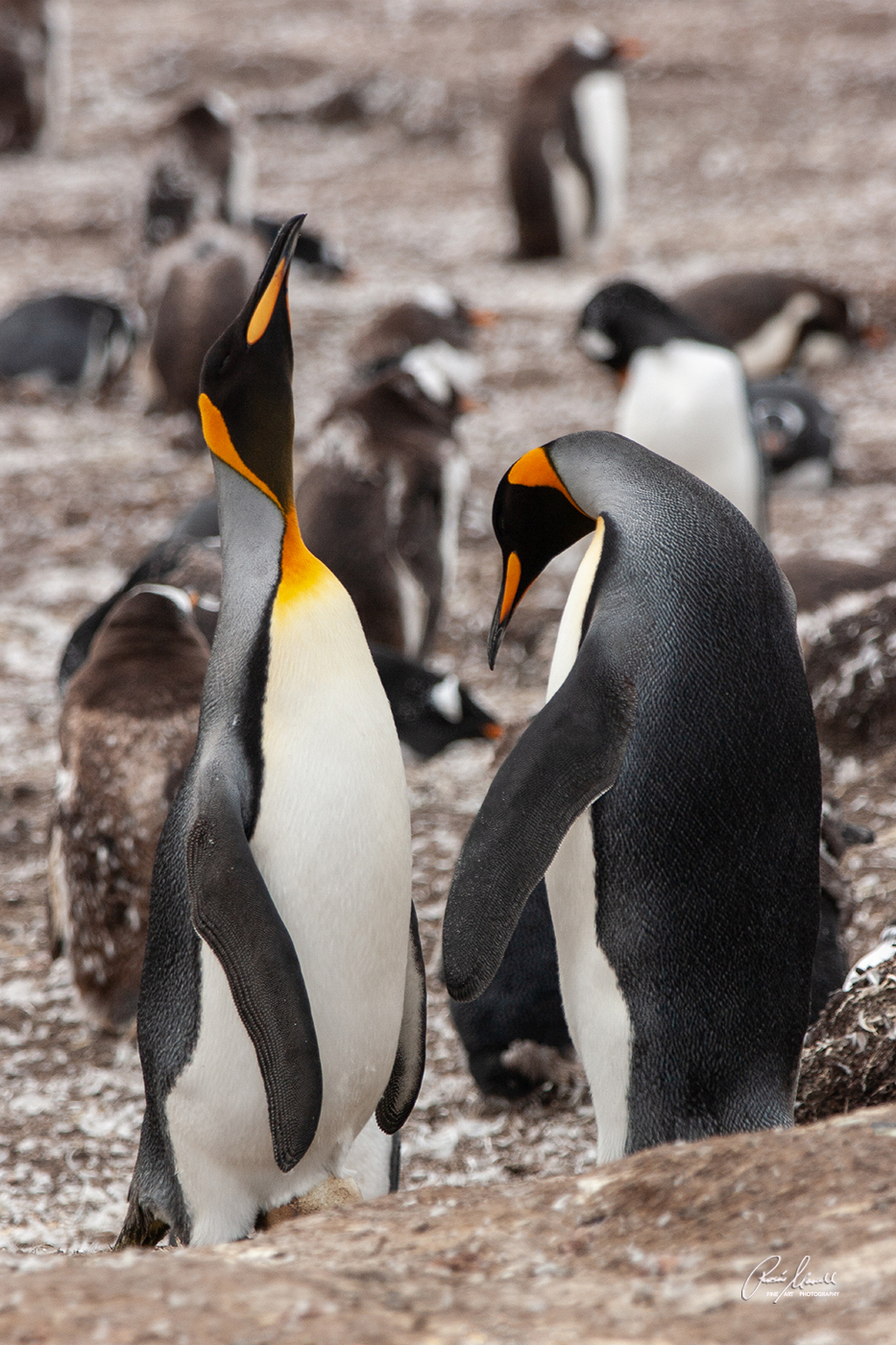 The mate of a King Penguin just returned with food and and is ready to take over the care of the egg.