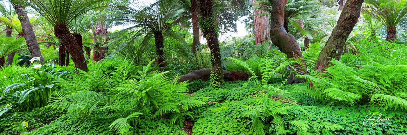 A beautiful panoramic image of the fern forest of the Golden Gate Park in San Francisco. Fine Art Limited Edition of 150.