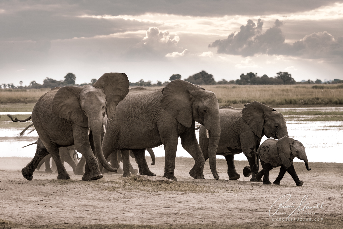 A group of elephants had just finished drinking and are on their way back
to the bush while protecting their babies.

Fine Art Limited Edition of 35.