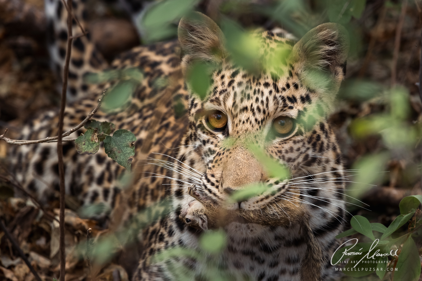 A young leopard ﻿is polishing his hunting skills and had a successful hunt on the ground with a ﻿Smiths's Bush Squirrel in its mouth.

Fine Art Limited Editio