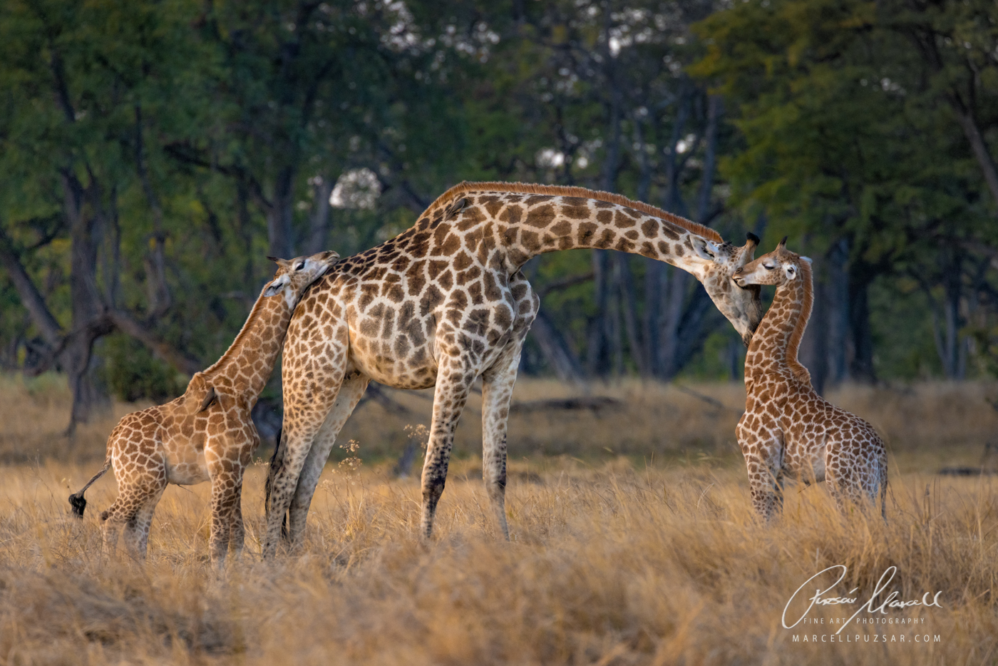Motherly Love, Giraffes I. An intimate moment. Giraffe mum (cow) is caring for her 2 calves in Moremi Game Reserve, Botswana. Fine Art Limited Edition of 35